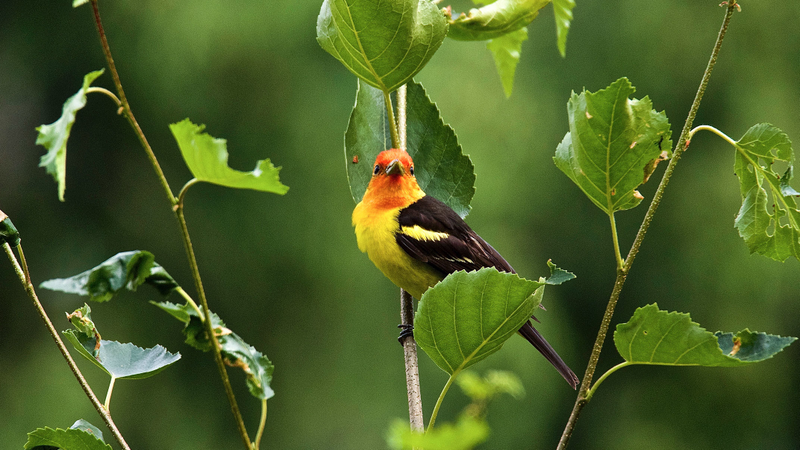 A western tanager. Hope you enjoy your new home in Denali National Park.